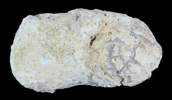 Cretaceous Fish Coprolite (Fossil Poop) - Kansas #49362
